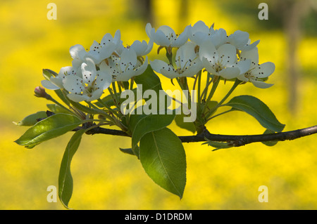 Il ramo di una fioritura Pear Tree (Pyrus communis) Foto Stock