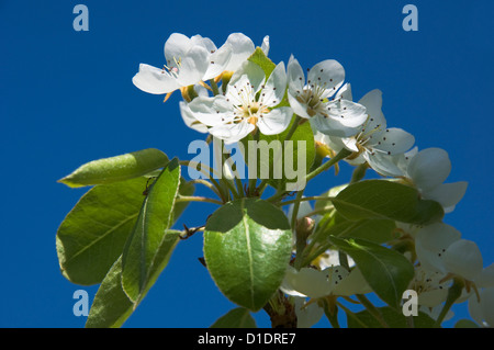 Il ramo di una fioritura Pear Tree (Pyrus communis) Foto Stock