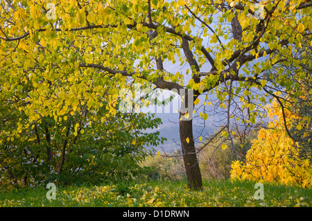 Albero di albicocche (Prunus armeniaca) con fogliame di autunno Foto Stock