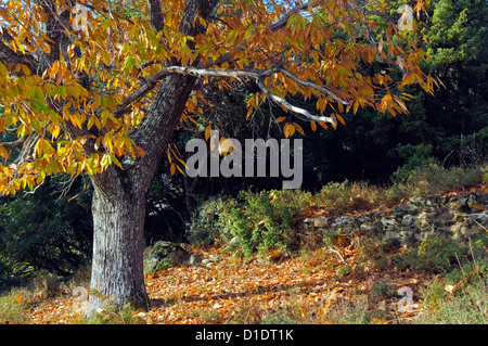 Castagno (Castanea sativa) con foglie di autunno Foto Stock