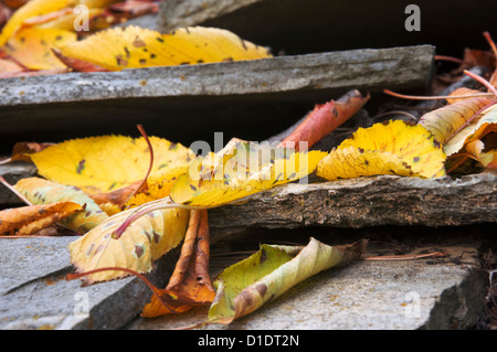 Foglie di autunno giacente sul tetto in pietra piastrelle Foto Stock