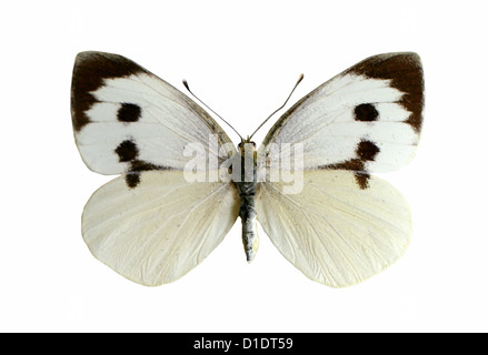 Grande farfalla bianca (femmina), Sarcococca brassicae, Pieridae, Lepidotteri. Montato campione. Foto/intaglio. Foto Stock