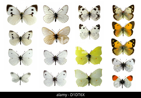 Il Regno Unito Pieridae Butterfly Famiglia, Lepidotteri. Montate i campioni. Foto/intaglio. Foto Stock