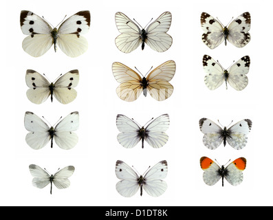 Il Regno Unito farfalle bianco, Pieridae, Lepidotteri. Montate i campioni. Foto/intaglio. Foto Stock