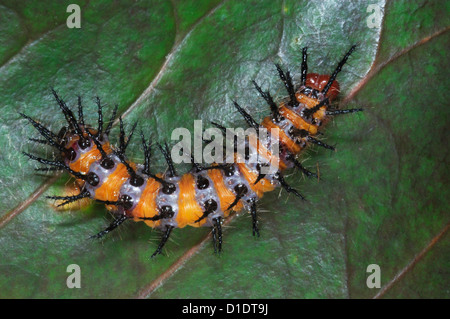 Caterpillar spinosa, probabilmente una specie di farfalla glasswing in genere Acraea Foto Stock