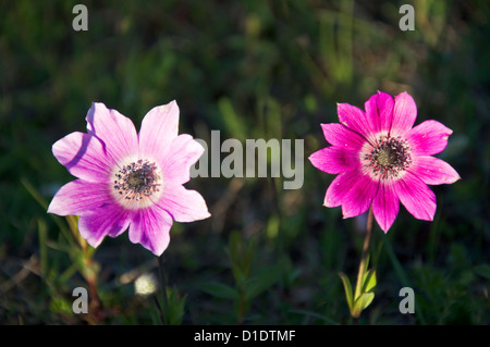 Due selvaggi anemoni di papavero sul prato (anemone coronaria) Foto Stock