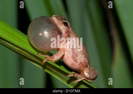 La molla peeper, hyla senape, cantando la sua chiamata accoppiamento Foto Stock