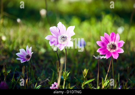 Papavero selvatico anemoni sul prato (anemone coronaria) Foto Stock