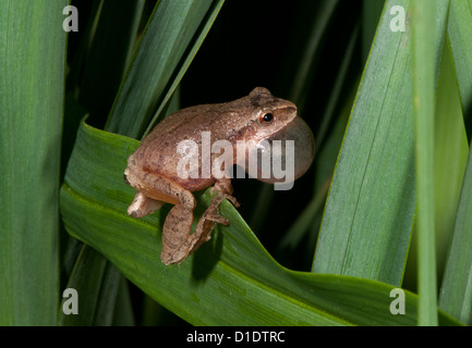 La molla peeper, hyla senape, cantando la sua chiamata accoppiamento Foto Stock