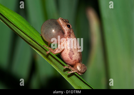 La molla peeper, hyla senape, cantando la sua chiamata accoppiamento Foto Stock