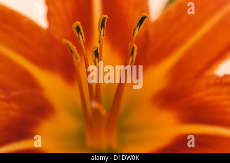 Fiore di colore arancione Daylily (dettaglio) Foto Stock