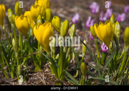 Giallo Autunno Crocus Foto Stock