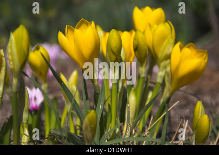Giallo Autunno Crocus Foto Stock