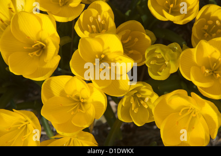 Blumi del Giallo autunno Crocus Foto Stock