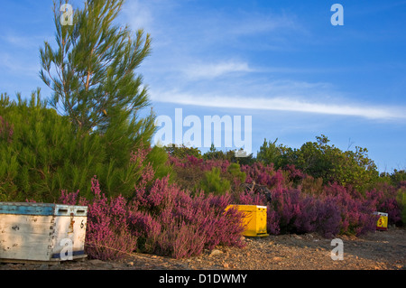 Alveari tra grumi di Heather Foto Stock