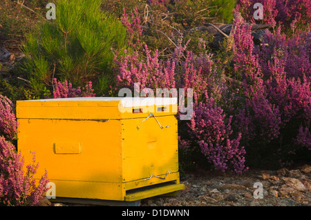 Bee hive tra grumi di Heather Foto Stock