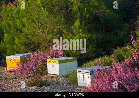 Alveari tra grumi di Heather Foto Stock