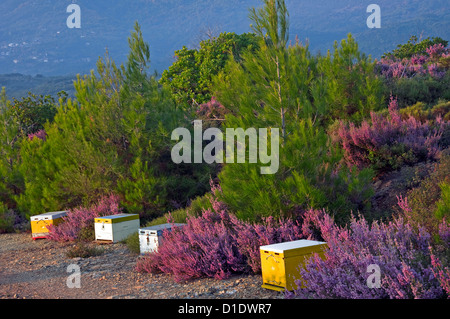 Alveari tra grumi di Heather Foto Stock