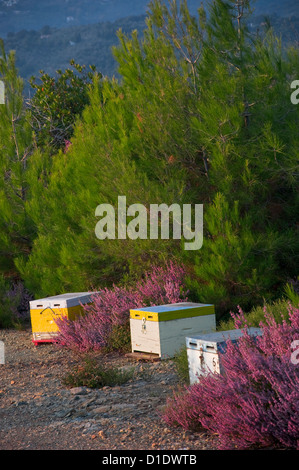 Alveari tra grumi di Heather Foto Stock