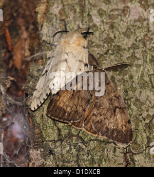 Coppia del lepidottero zingaresco Foto Stock