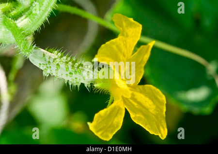 Piccolo cetriolo crescente con fiore sullo stelo in un giardino. Messa a fuoco selettiva su cetriolo. Foto Stock