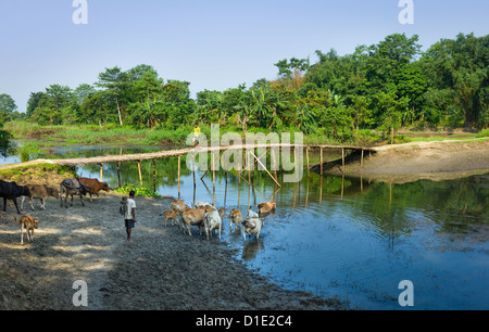 Rurale scena, mucche, laguna, ponte di bambù, alberi e un uomo sulla isola di Majuli, Assam, India. Foto Stock