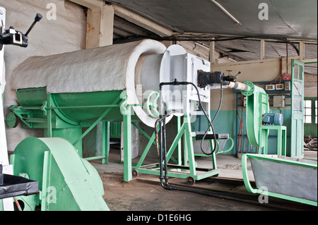 Glenburn Tea Factory, vicino a Darjeeling, West Bengal, India, Asia Foto Stock