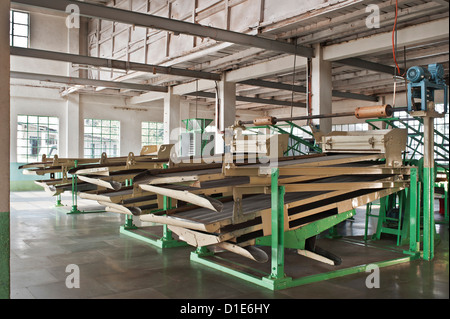 Glenburn Tea Factory, vicino a Darjeeling, West Bengal, India, Asia Foto Stock