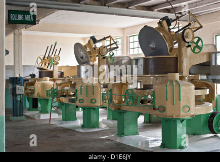 Glenburn Tea Factory, vicino a Darjeeling, West Bengal, India, Asia Foto Stock