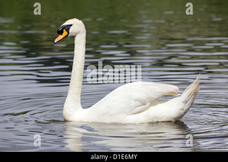 Un Cigno (Cygnus olor) scivola sul lago Bolam, vicino Belsay in Northumberland, Regno Unito. Foto Stock