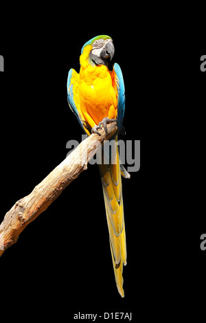 Blu e Giallo macaw (blu e oro macaw) (Ara ararauna) in cattività, Regno Unito, Europa Foto Stock