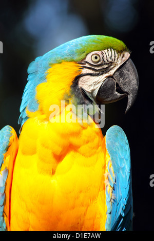 Blu e Giallo macaw (blu e oro macaw) (Ara ararauna) in cattività, Regno Unito, Europa Foto Stock