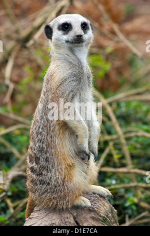 Meerkat (Suricata suricatta). Un piccolo mammifero appartenente alla famiglia mangusta, in cattività, Regno Unito, Europa Foto Stock