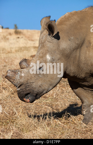 Dehorned rinoceronte bianco (Ceratotherium simum) su rhino farm, Klerksdorp, nord ovest della provincia, Sud Africa e Africa Foto Stock