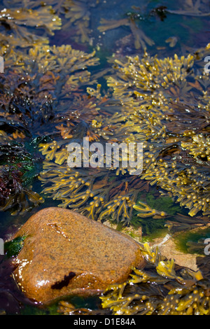 Le alghe: Fucus in un rockpool sulla riva del grande Saltee, una delle isole Saltee, al largo della costa di Co. Wexford. Foto Stock