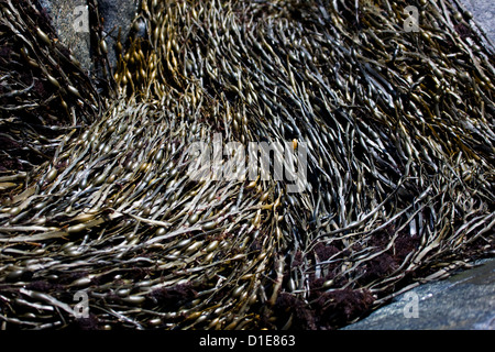 Le alghe: Fucus in un rockpool sulla riva del grande Saltee, una delle isole Saltee, al largo della costa di Co. Wexford. Foto Stock