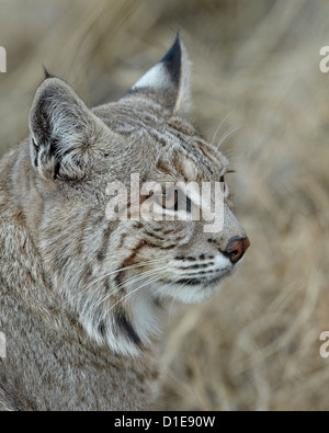 Bobcat (Lynx rufus), Living Desert Zoo e i giardini del parco statale, Nuovo Messico, Stati Uniti d'America, America del Nord Foto Stock