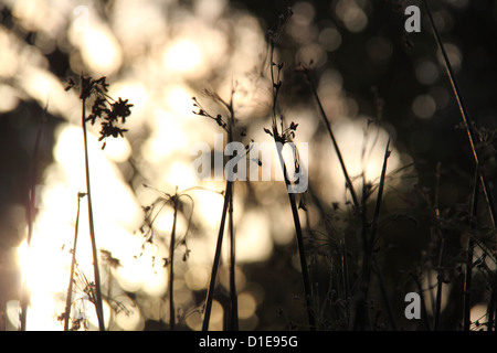 Silhouette di River Club Rush al tramonto (Schoenoplectus Validus) Foto Stock