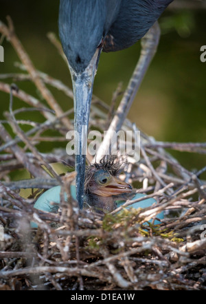 Airone tricolore (Egretta tricolore) tendente a hatchling sant'Agostino Alligator Farm Zoological Park, St. Augustine, Florida Foto Stock