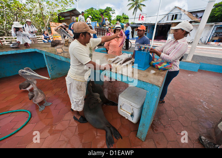 Il mercato locale del pesce, Puerto Ayora, Isola di Santa Cruz, Galapagos Isola Arcipelago, Ecuador, Sud America Foto Stock