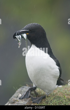 Razorbill (Alca torda), Lunga, Ebridi Interne, Scotland, Regno Unito, Europa Foto Stock