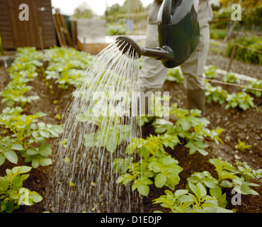 Uomo impianti di irrigazione irrigazione con Can. Foto Stock