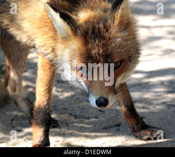 Insolente rosso europeo volpe (vulpes vulpes) fissando la telecamera Foto Stock