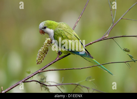 Pantanal, la più grande zona umida, Brasile, Sud America Foto Stock