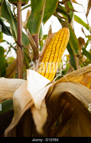Mais su un campo di mais Foto Stock