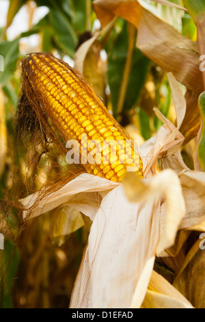 Mais su un campo di mais Foto Stock