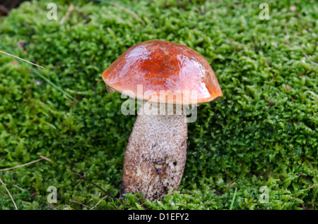 Primo piano della wet Red-capped scaber levetta leccinum aurantiacum fungo su moss nella foresta di autunno. Foto Stock