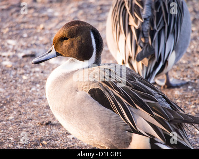 Northern Pintail (Anas acuta) a Martin Mere, un Wildfowl and Wetlands Trust bird reserve vicino a Southport, Foto Stock