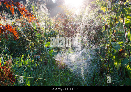 Incredibile autunno mattina prato rugiadoso spiderweb vista sulle piante e sunrise la luce del sole. Foto Stock