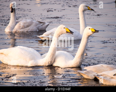 Whooper cigni (Cygnus cygnus) a Martin Mere, un Wildfowl and Wetlands Trust bird reserve vicino a Southport, Lancashire, Regno Unito. Foto Stock